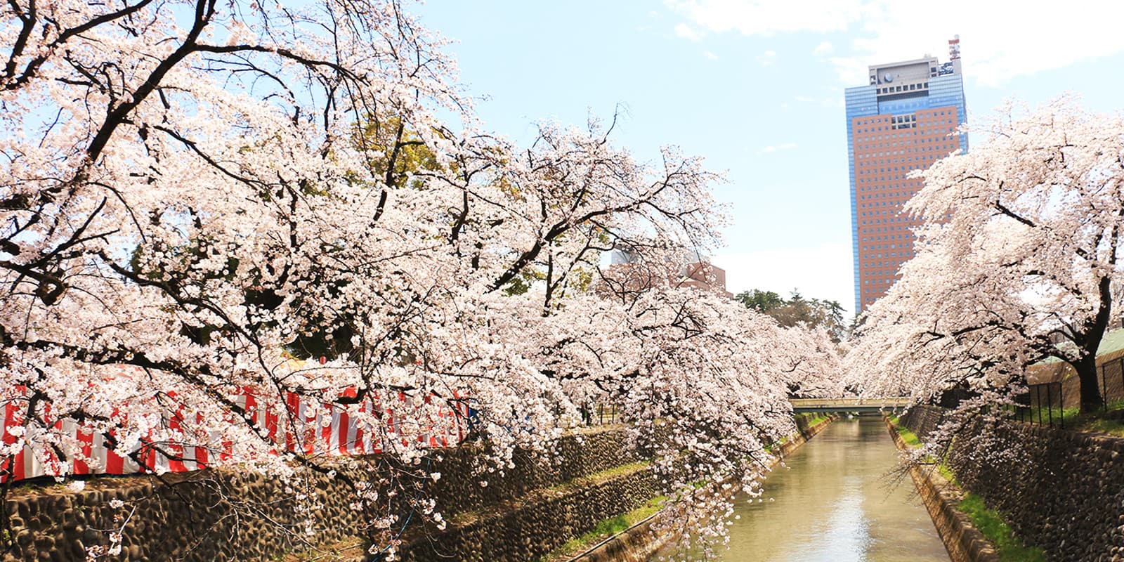 群馬県庁と前橋公園の桜の写真